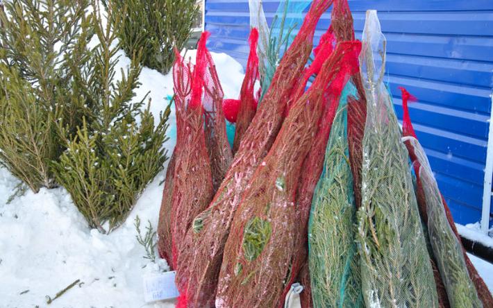Более 4 тысяч новогодних елей и сосен отправятся из Удмуртии в регионы России