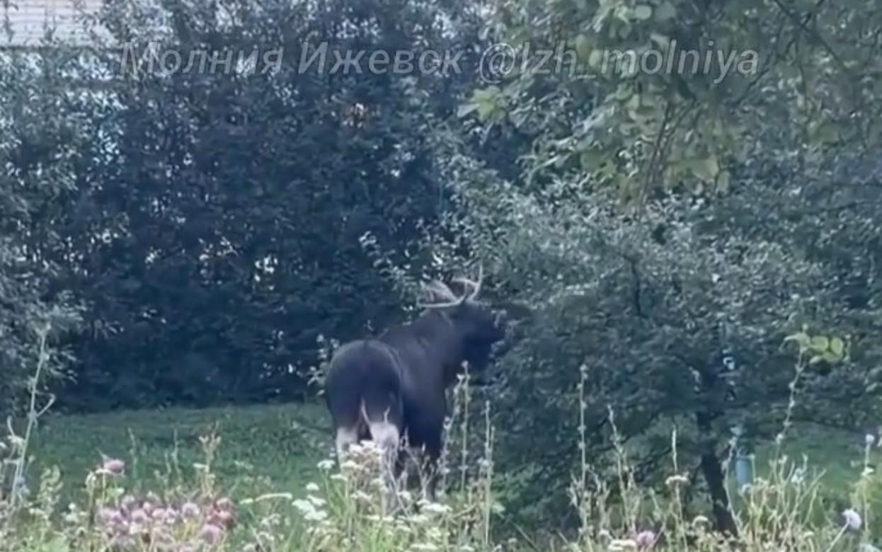 Видеофакт: лося заметили на улице Ворошилова в Ижевске