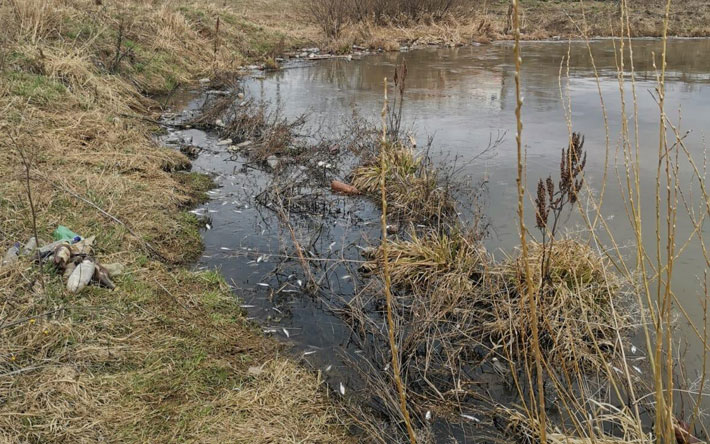 Массовая гибель рыбы отмечена в одном из водоемов Завьяловского района Удмуртии