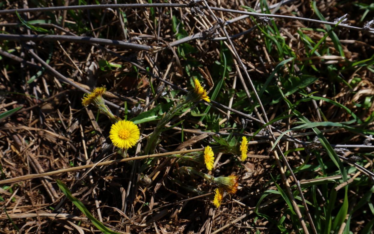Март 2026 года в России может стать самым теплым за историю наблюдений