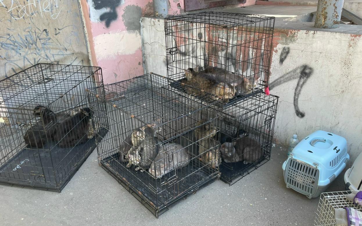 Квартиру со 112 кошками нашли в Ижевске