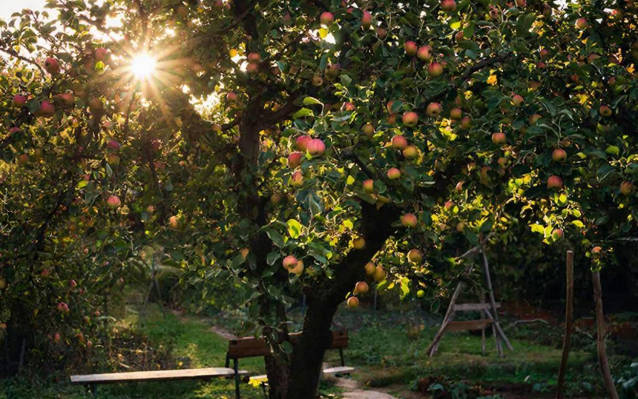 Секрет садоводов: обработала плодовые деревья весной и вредители исчезли до осени