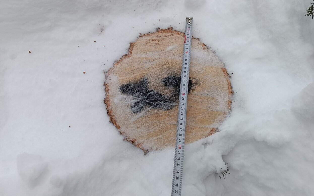 Незаконную вырубку леса на 150 тысяч рублей вявили в Кезском районе