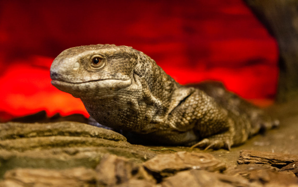 savannah-monitor-lizard-res.jpg