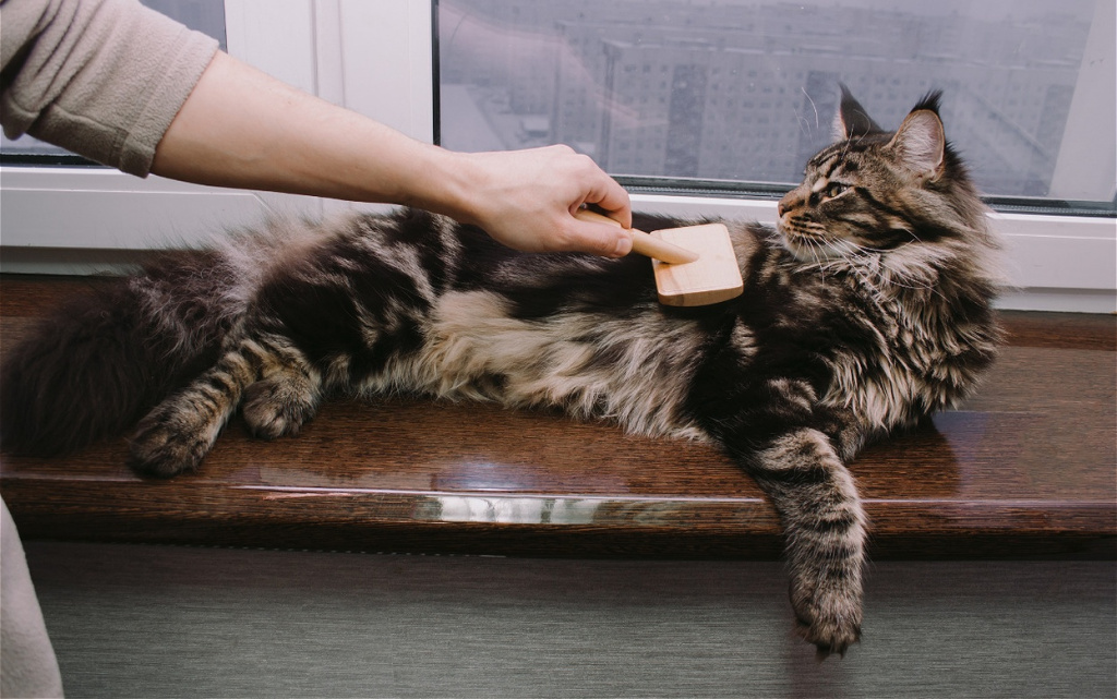 maine-coon-cat-lying-on-the-windowsill-and-his-own-2026-01-08-07-42-51-utc (1).jpg