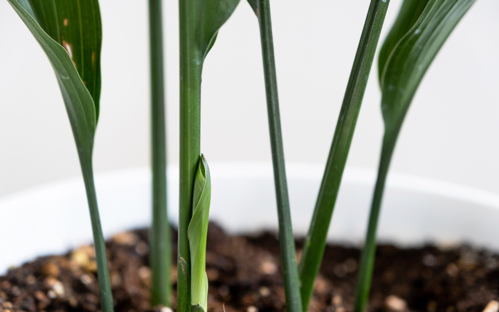 a-new-sprout-of-aspidistra-close-up-a-houseplant-2026-03-11-00-47-19-utc (1).jpg