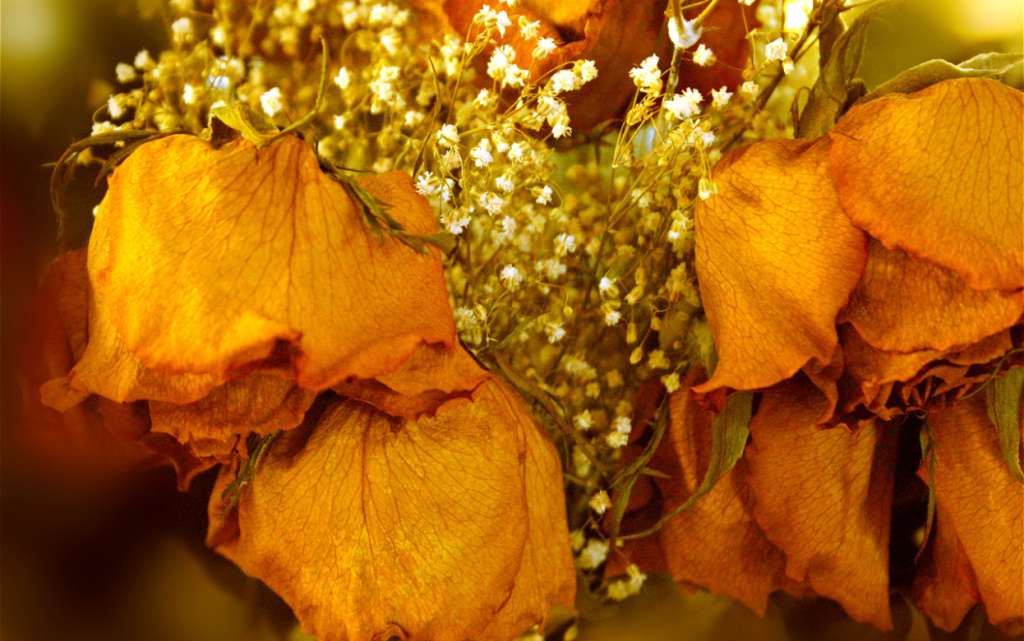 fading-beauty-close-up-of-dried-roses-and-flowers-2026-03-26-03-58-01-utc (1).jpg