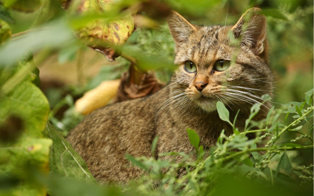 european-wildcat-beautiful-nature-habitat (1).jpg