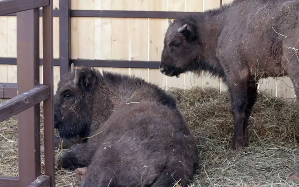 Без названия(2).png