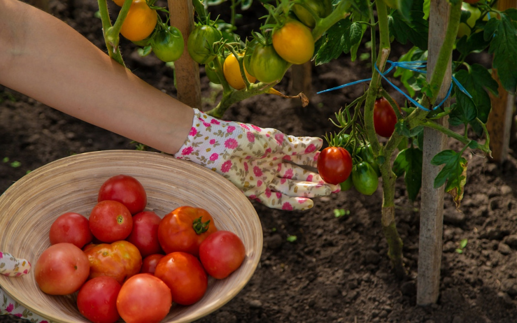 the-farmer-harvests-tomatoes-in-the-garden-select-2026-01-09-06-46-59-utc (1).jpg