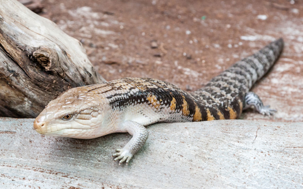australian-blue-tongued-liz.jpg