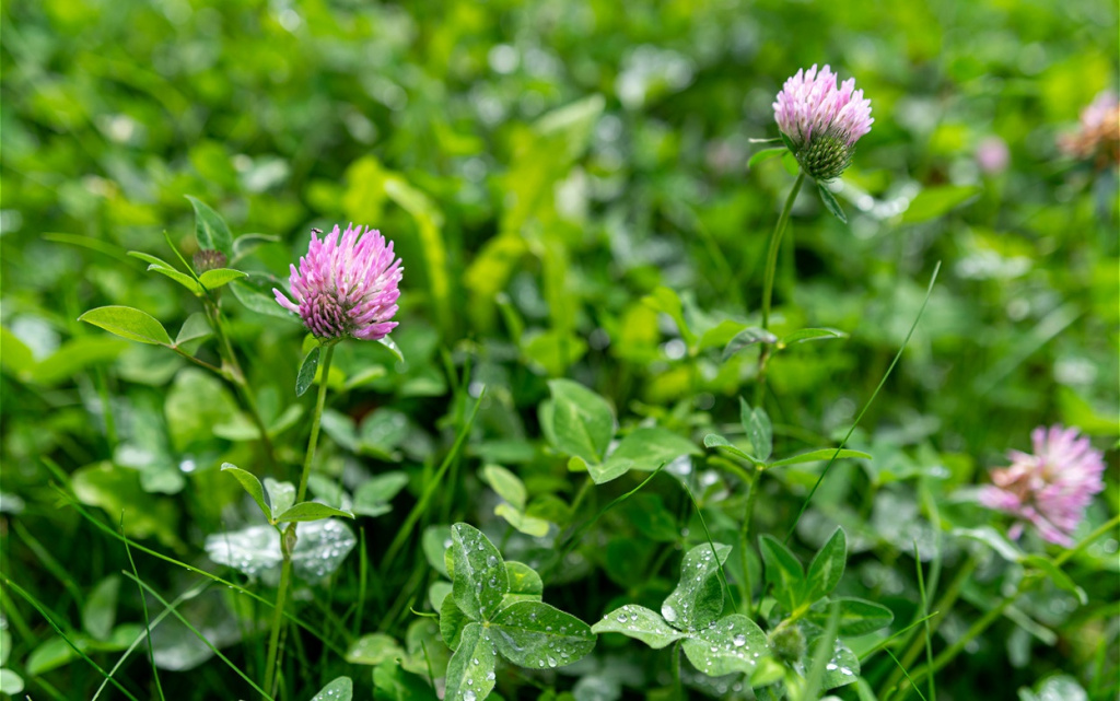 pink-clover-blossoms-amidst-green-grass-2026-03-24-14-11-37-utc (1).jpg