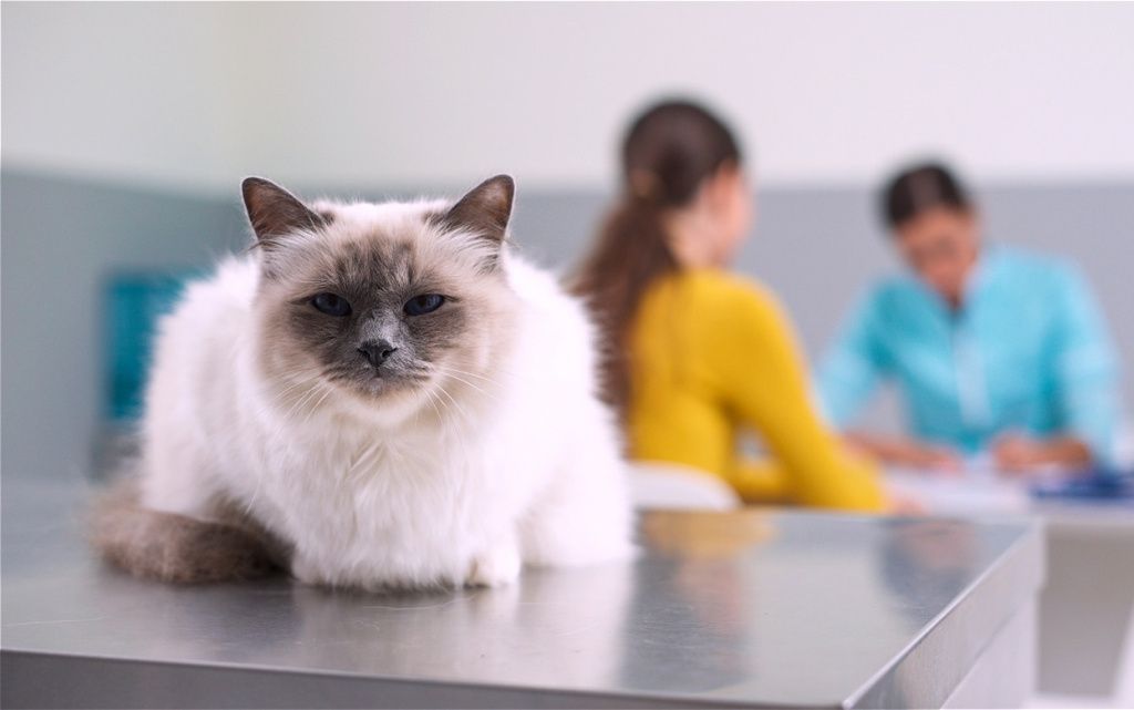 lovely-cat-at-the-pet-clinic-2026-03-16-05-14-13-utc (2).jpg