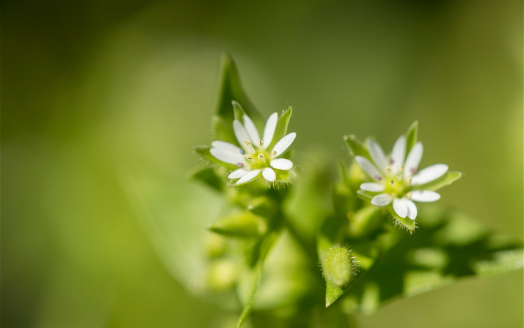 delicate-white-flowers-amidst-green-leaves-2026-03-24-13-09-36-utc (1).jpg