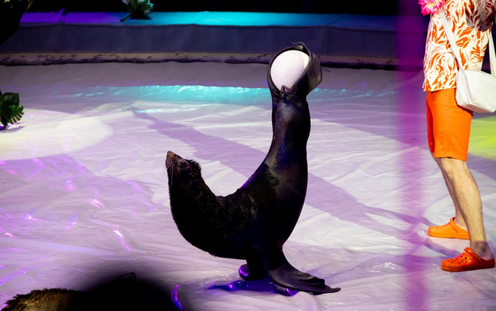 циркфест26 иванов 03.jpg