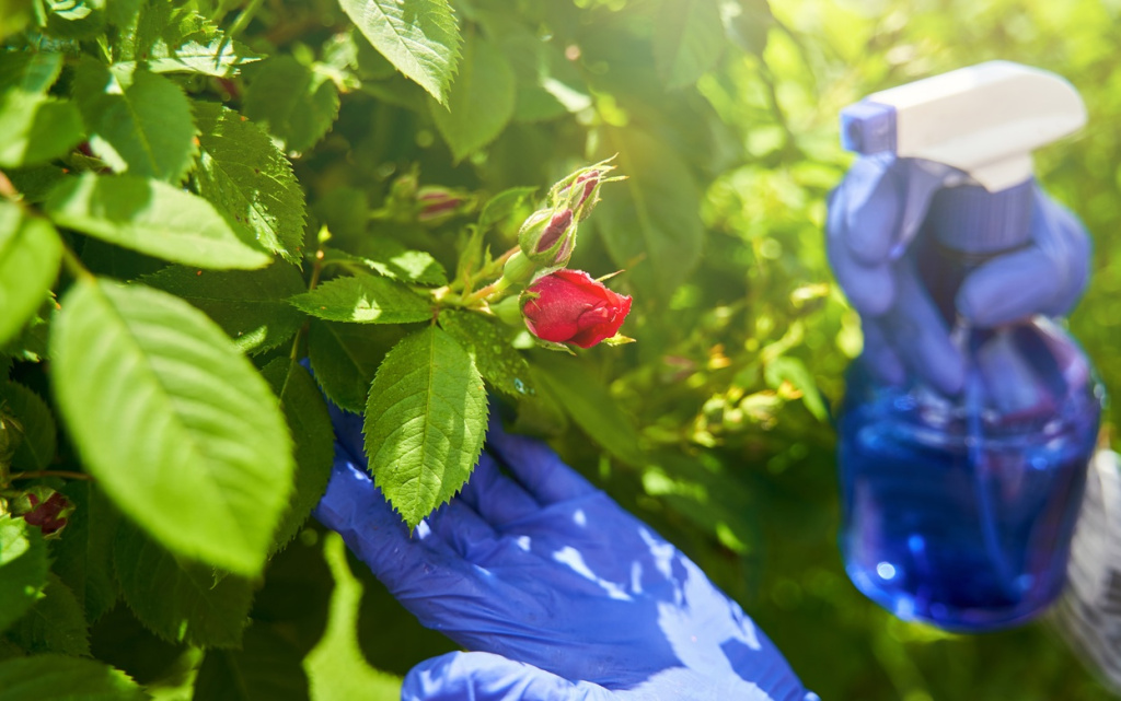 gardening-tool-spraying-blooming-rose-bush-outdoor-2026-03-24-01-24-17-utc (1).jpg