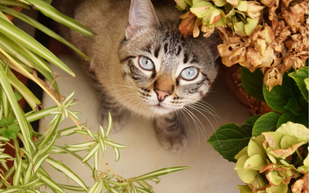 closeup-selective-shot-cute-grey-cat-with-blue-eyes-hiding-plants (1).jpg