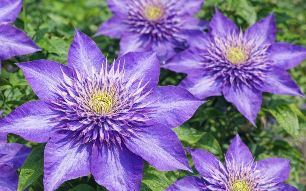 gpt-image-1.5-high-fidelity_a_Нарисуй_горизонтальн (18).jpg