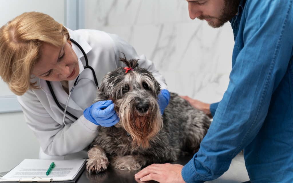 close-up-doctor-checking-up-dog (1).jpg