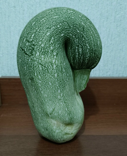 кабачок Марина Гусева.jpg