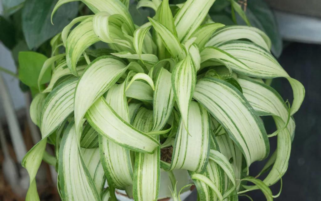 Хлорофитум