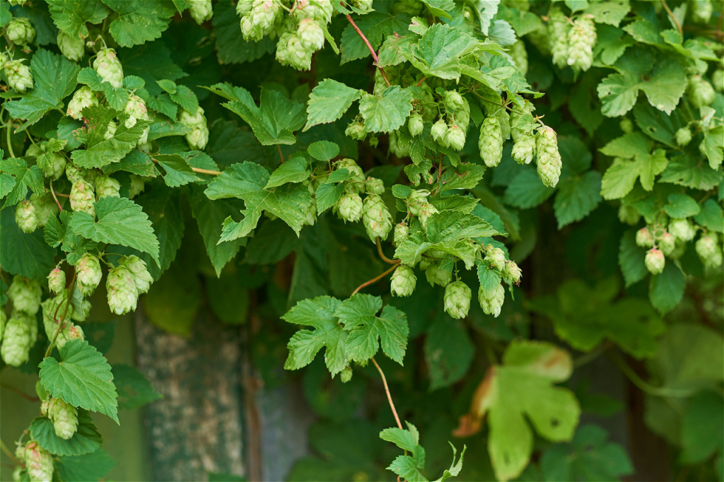 detail-of-hop-cones-in-the-hop-field-2026-01-08-06-08-24-utc.jpg