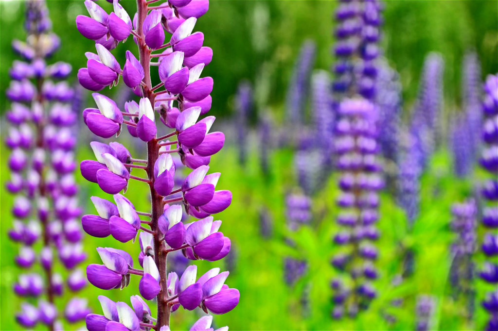 purple-and-white-flowers-in-a-green-field-2026-03-26-02-17-03-utc.jpg
