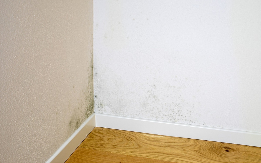 green-mold-spreading-on-indoor-wall-and-skirting-2026-03-19-17-42-25-utc (1).jpg
