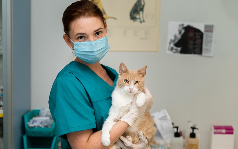 close-up-veterinarian-taking-care-cat.jpg