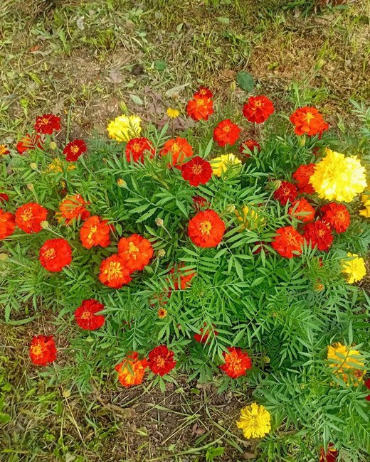 0108 цветы Ольга Цыганова.jpg