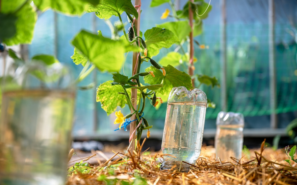 cucumber-plant-growing-with-reused-plastic-bottle-2026-01-08-05-28-16-utc (1).jpg