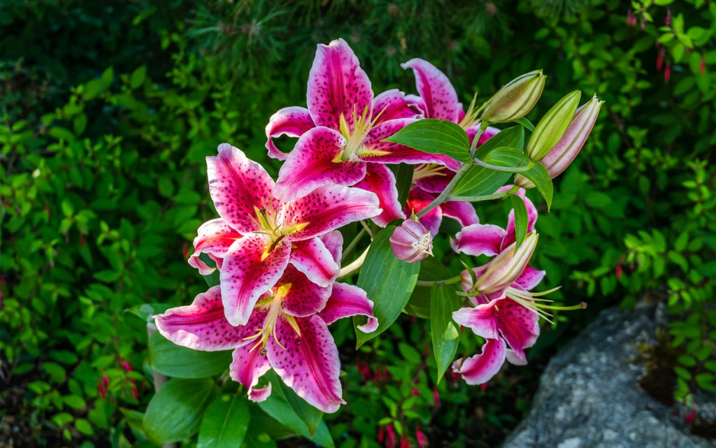 a-close-up-shot-of-red-spotted-flowers-2026-04-14-00-08-07-utc (1).jpg