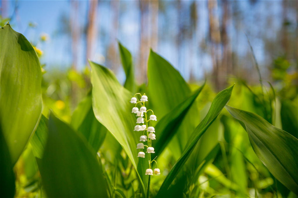 lilly-of-the-valley-2026-03-17-20-19-24-utc.jpg