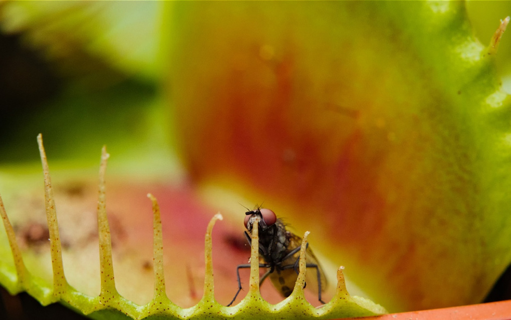 fly-trapped-in-mouth-of-venus-flytrap-plant-2026-03-18-07-02-32-utc (1).jpg