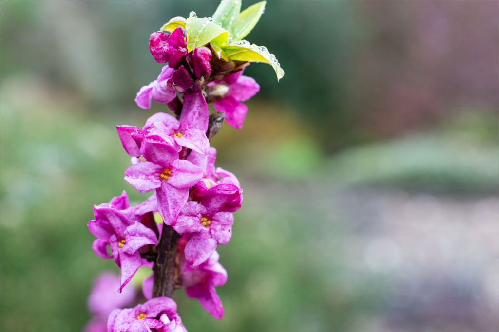 a-dark-pink-close-up-daphne-mezereum-in-flower-2026-01-09-13-02-01-utc.jpg