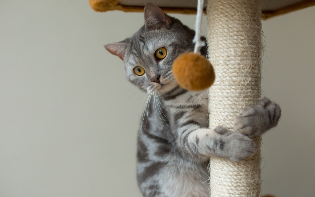 cute-scottish-straight-gray-cat-hunting-playing (1).jpg