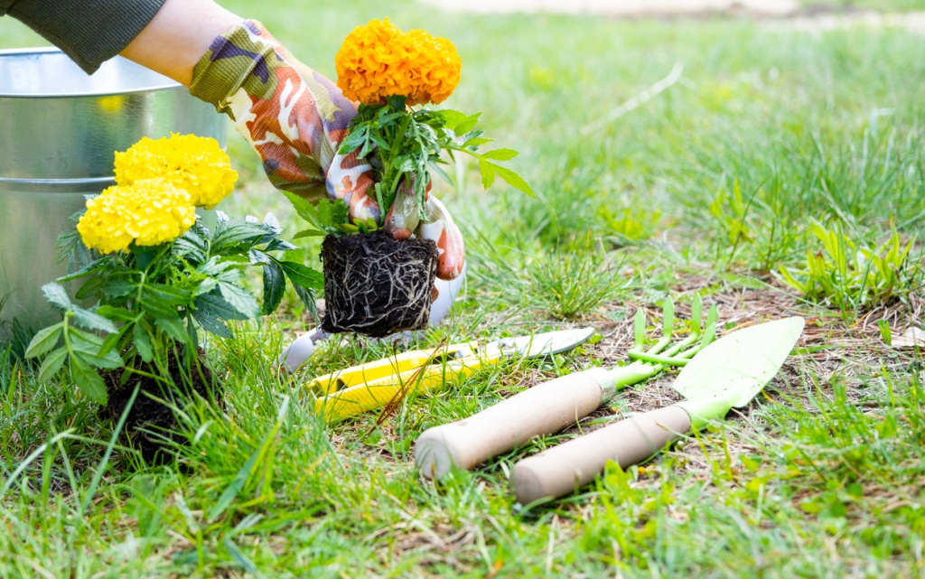 gardening-planting-yellow-and-orange-marigolds-in-2026-03-25-10-24-27-utc (1).jpg
