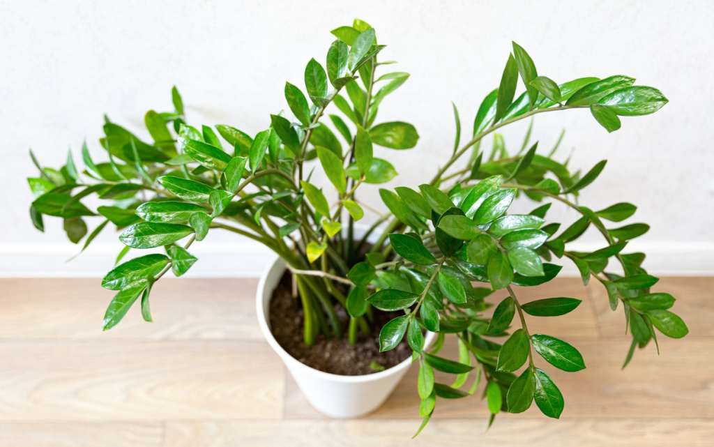 LwOwV3x4XR56rhiiiiC5PD9cJs3m2jcYaRoJdpOLdzU0rNjHb80-V3O2RwDkleB1QUmTgoLjchZZ-Ikw0UyumocX (1).jpg