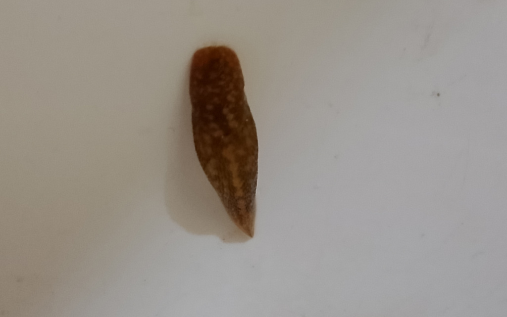 Слизняки в Доме.jpg