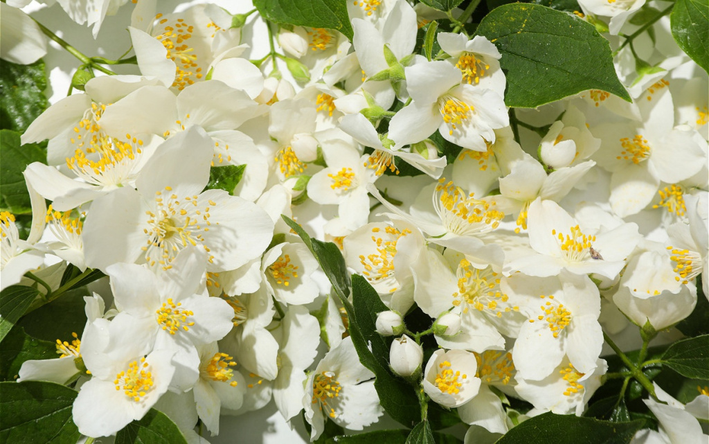 elegant-white-flowers-and-green-leaves-close-up-2026-03-24-22-43-51-utc (1).jpg