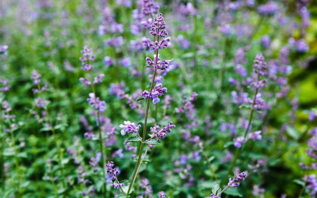 catnip-flowers-nepeta-in-country-rustic-garden-2026-03-26-00-43-27-utc (1).jpg