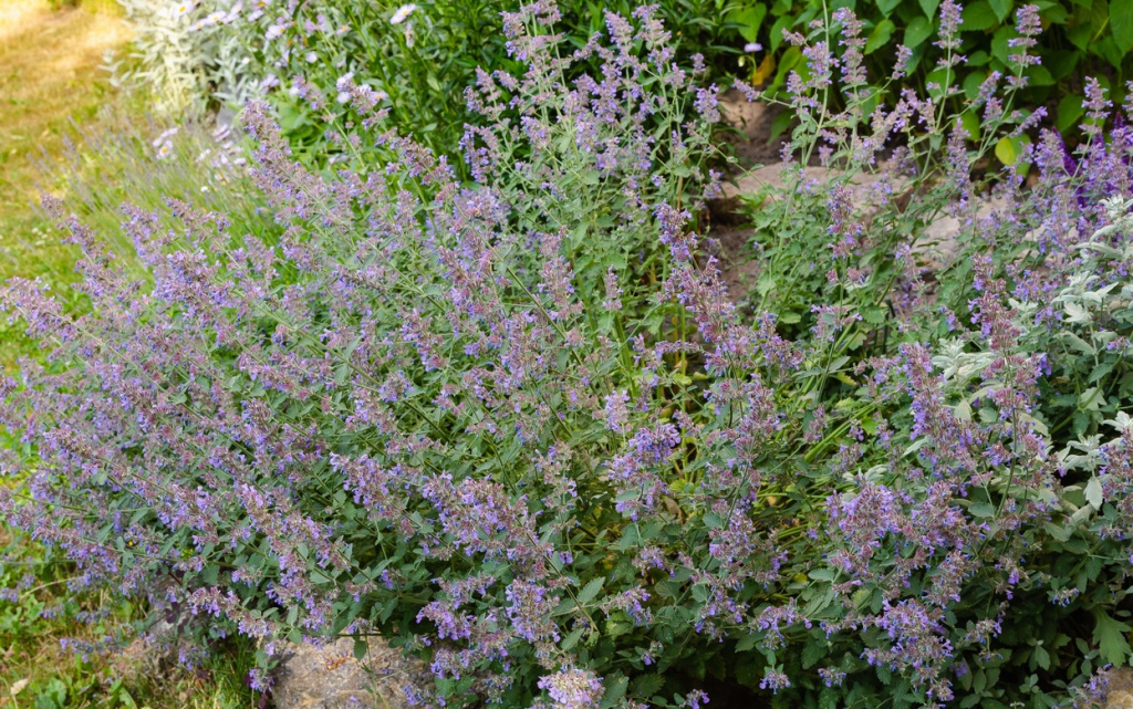 -X_721z97cZX1CjfKdMQWm6wfFczmbFDtAiCiFwxrXXuflZrXKF5c7wTxKqc7BSL-mR5vbtqA3rbKGH8ty7m_obu (1).jpg