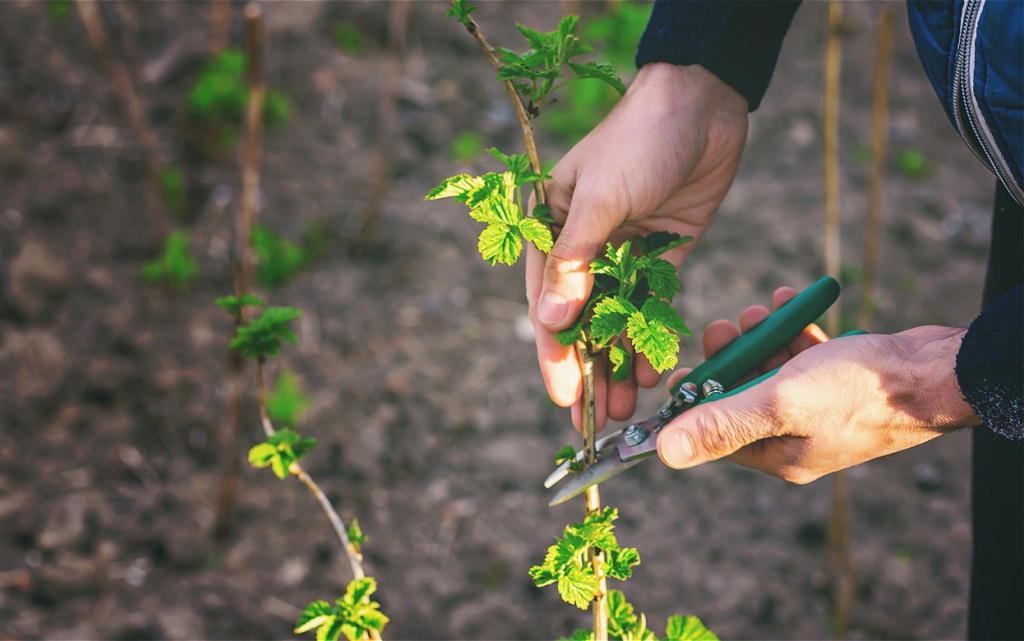 branch-pruning-with-gardening-shears-outdoors-in-s-2026-09-21-11-45-16-utc (1).jpg