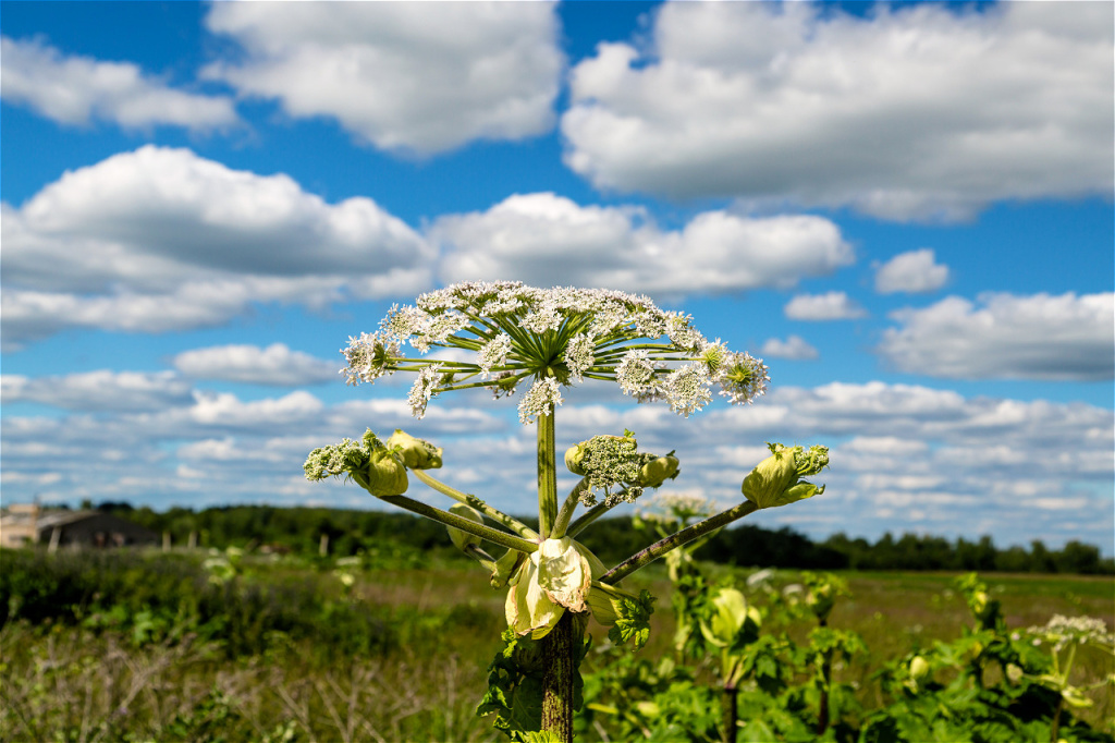 white-flower-on-tall-stalk-against-blue-sky-2026-03-19-02-01-15-utc.jpg