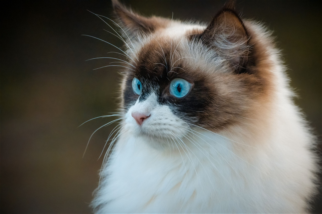 adorable-ragdoll-cat-with-striking-blue-eyes-2026-09-23-11-47-10-utc.jpg
