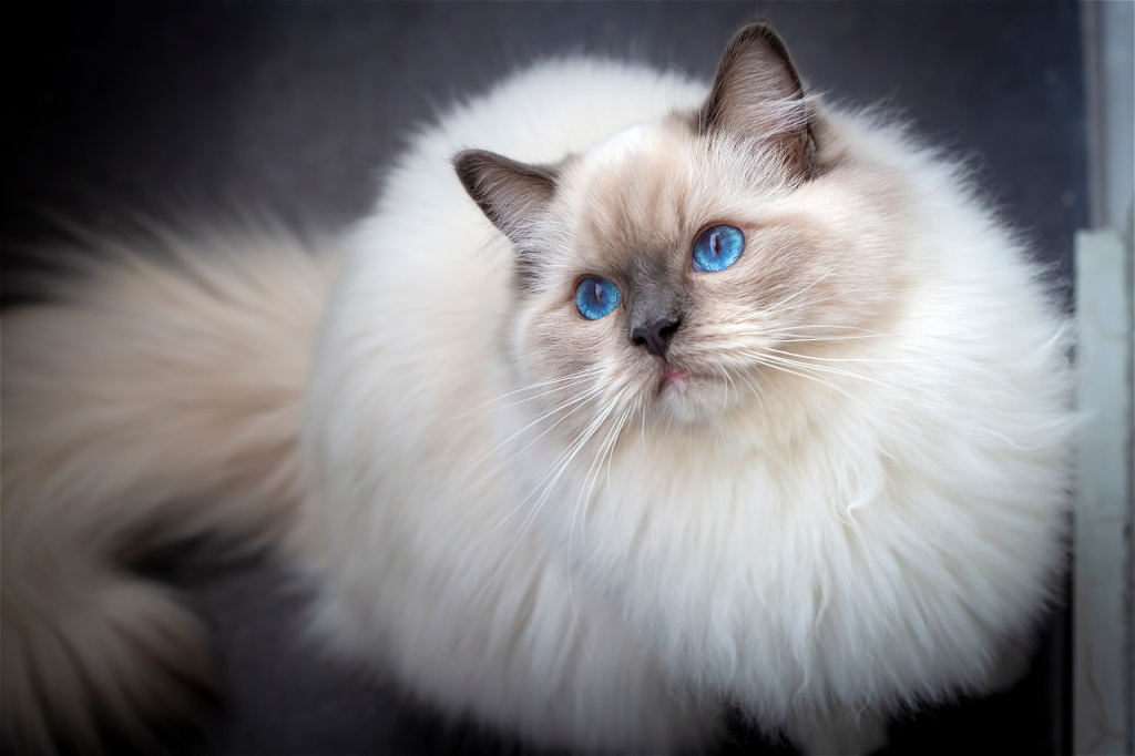 fluffy-ragdoll-cat-with-bright-blue-eyes-2026-03-24-23-03-42-utc.jpg