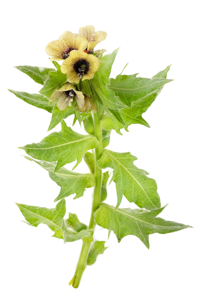 medicinal-plant-black-henbane-2026-03-09-23-52-17-utc.jpg