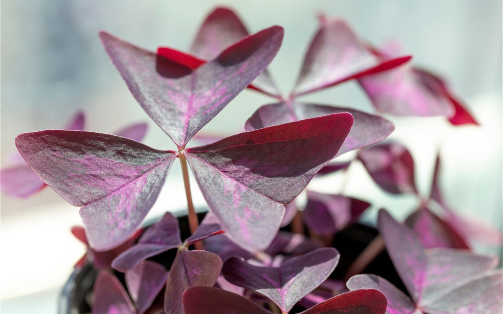 violet-plant-closeup-lucky-clover-2026-03-24-11-33-28-utc (1).jpg
