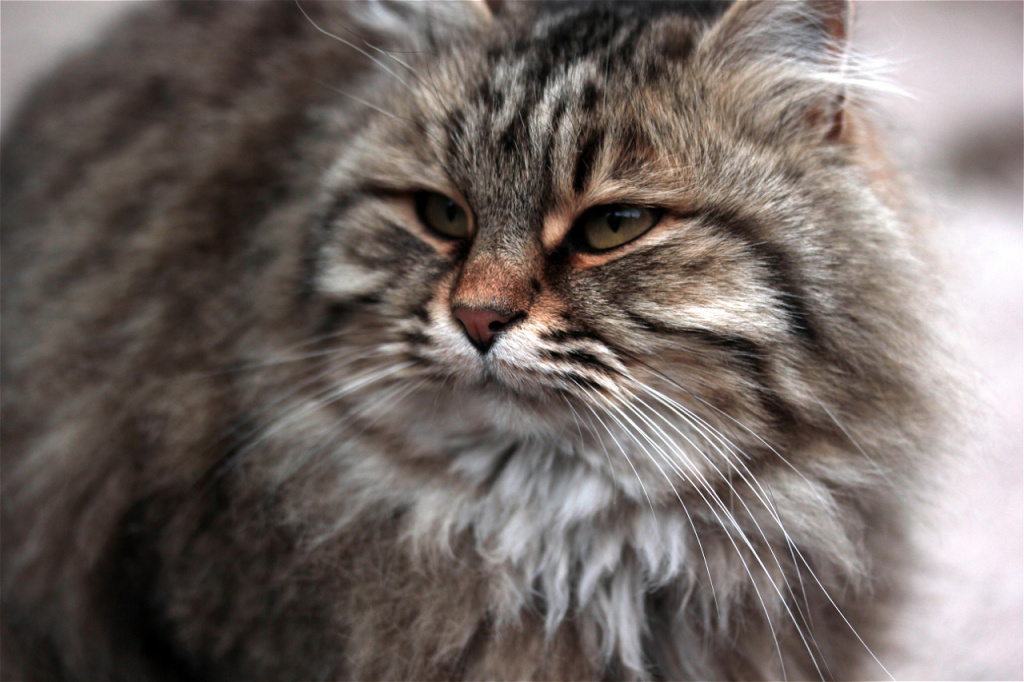 fluffy-tabby-cat-s-detailed-portrait-2026-03-19-05-38-33-utc.JPG