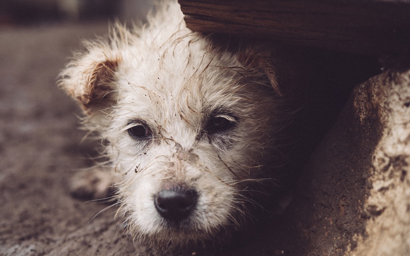 closeup-shot-homeless-dog-hiding-rock (1).jpg